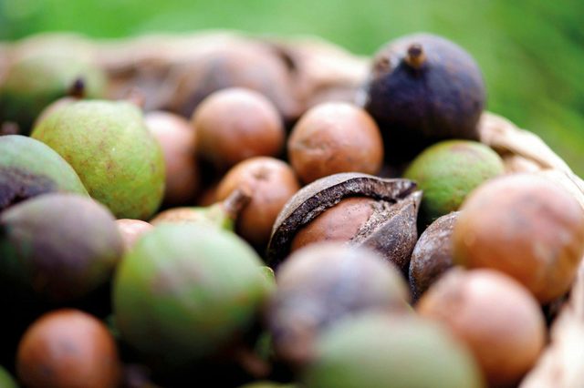 Duck Creek Macadamias