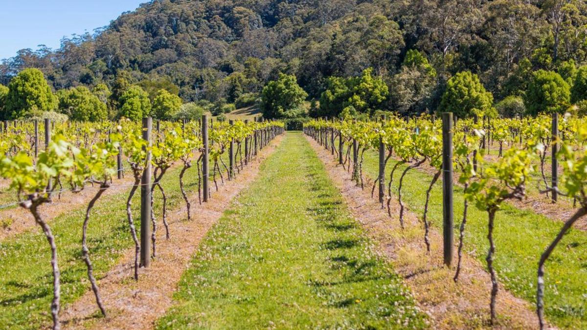 Vineyard 
