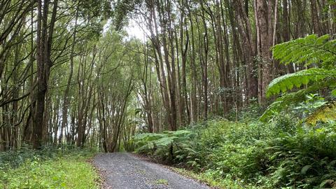 Friday Hut Escape / Lemon Tree Hill