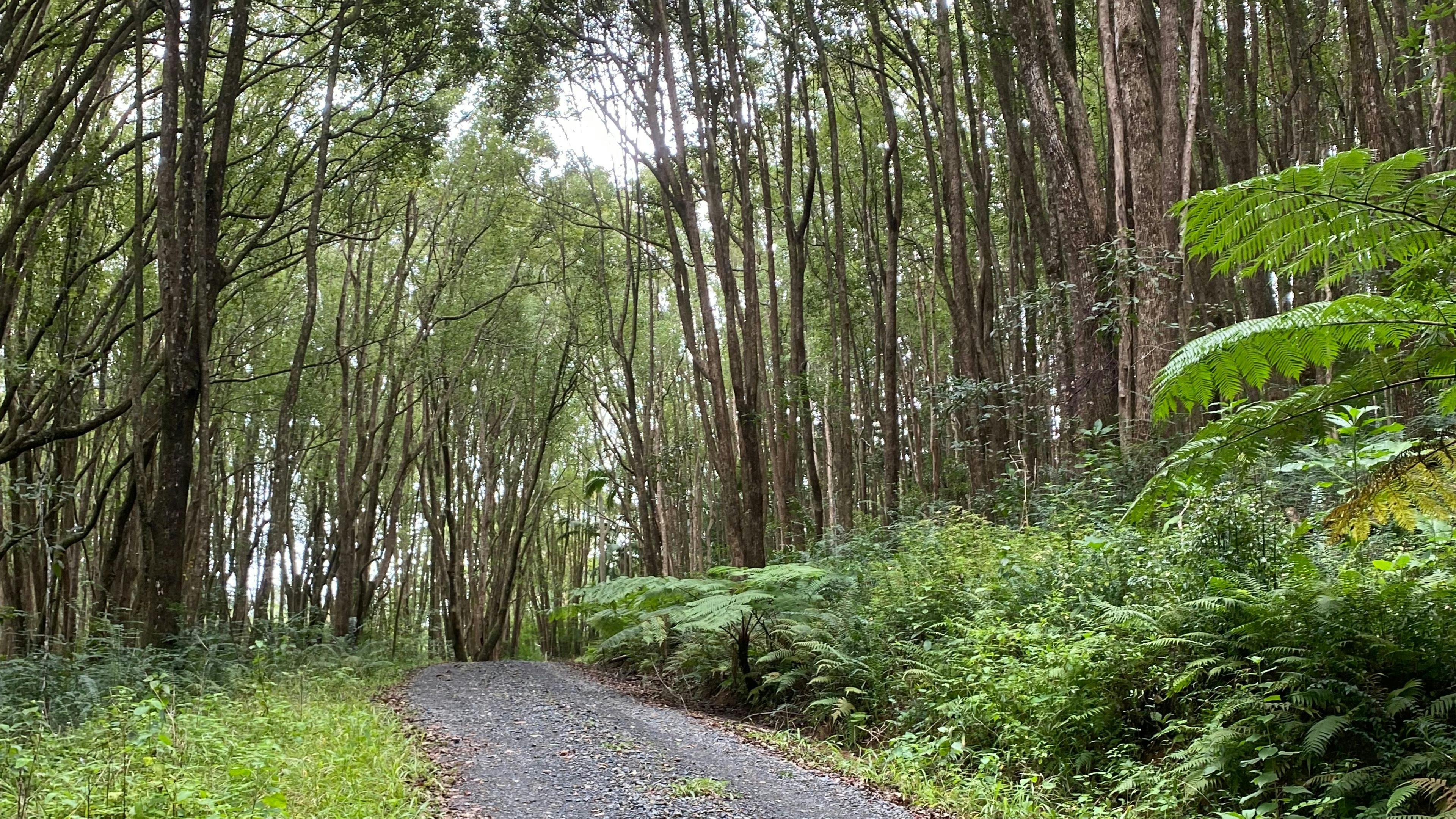 Looking back towards gate in main driveway in. 