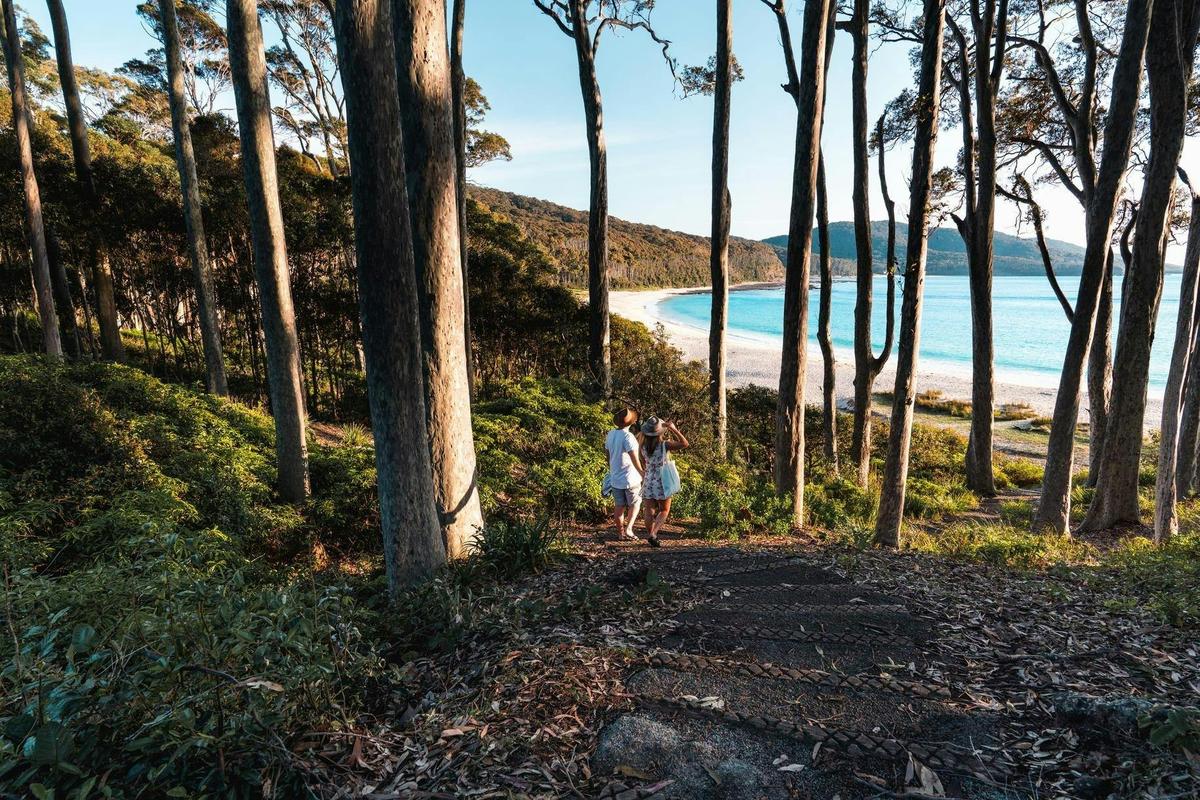 Depot Beach Trees