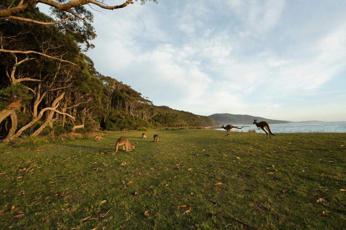 Depot Beach Kangaroos