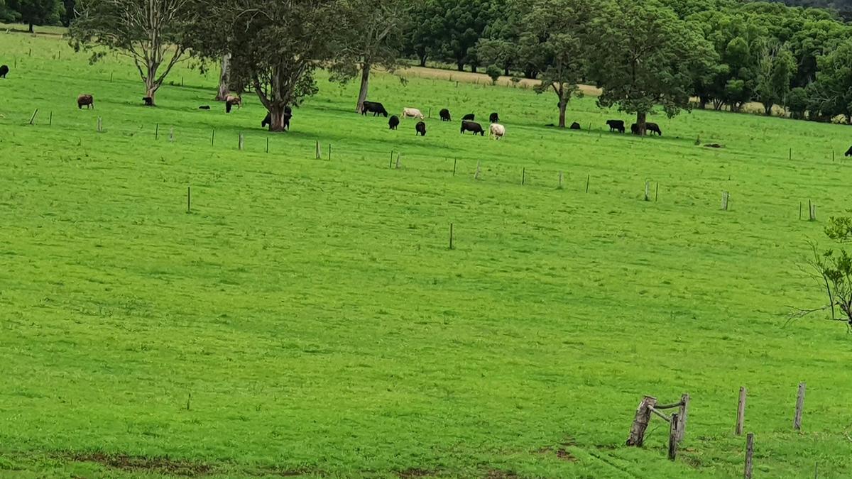 Highland Cow Farm
