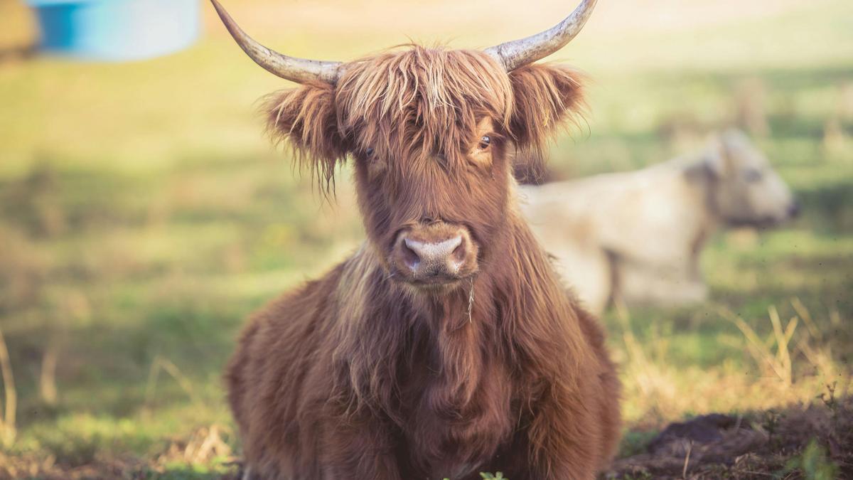 Highland Cow Farm