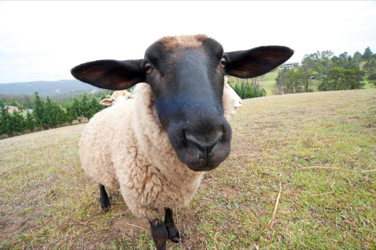 Suffolk and Merino Sheep in Lamb