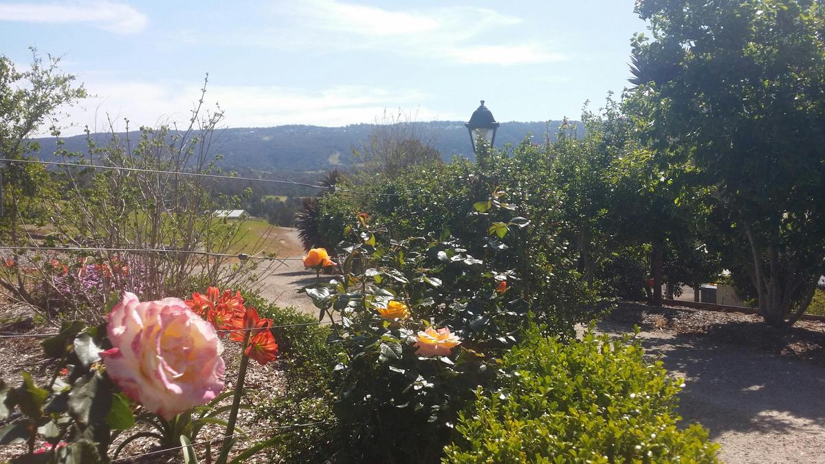 Highfields Entrance Rose garden