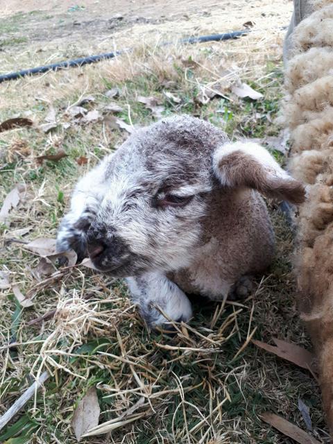 Suffolk Lamb SOLO 6yrs old 2024