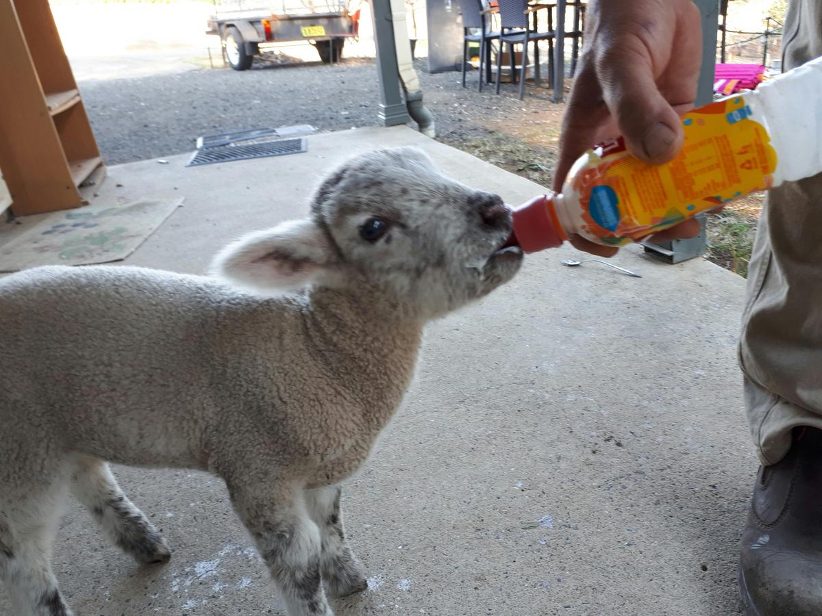 Bottle feeding Lamb