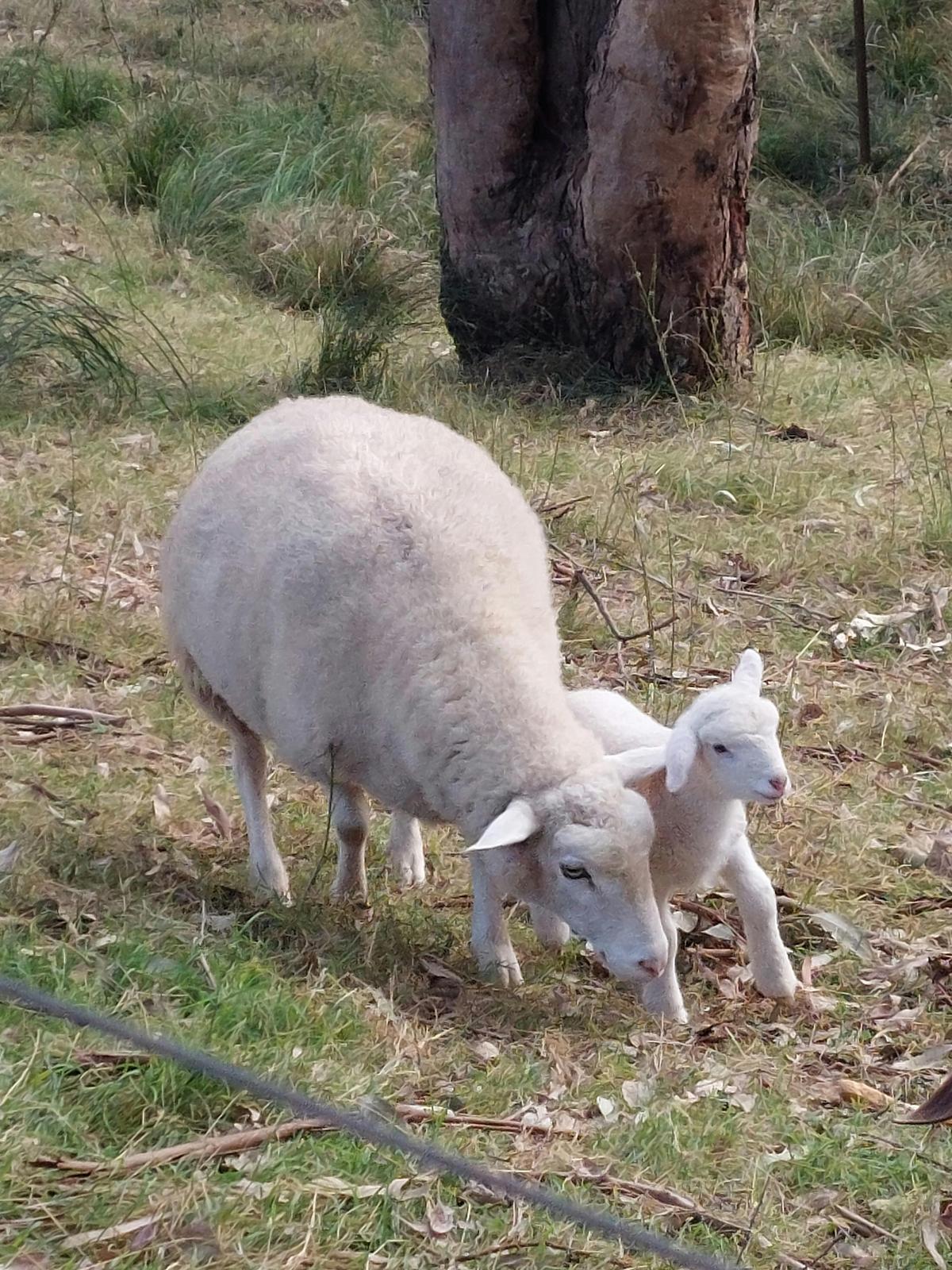 Merino Lamb