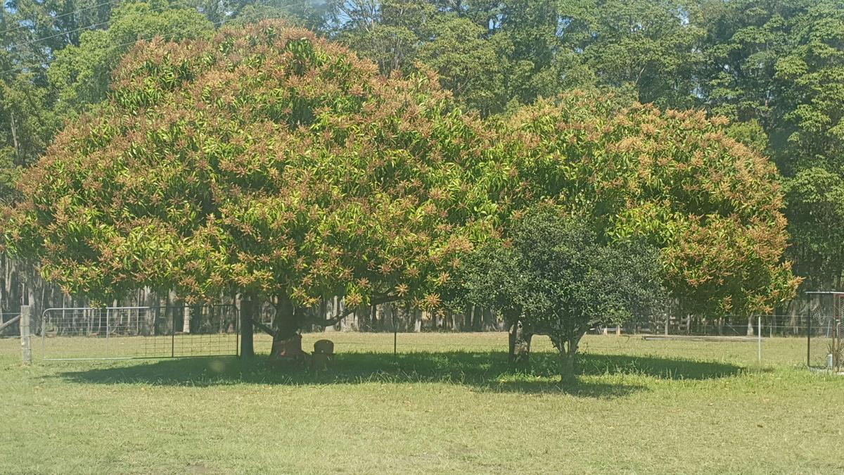 Glencliffe Lea