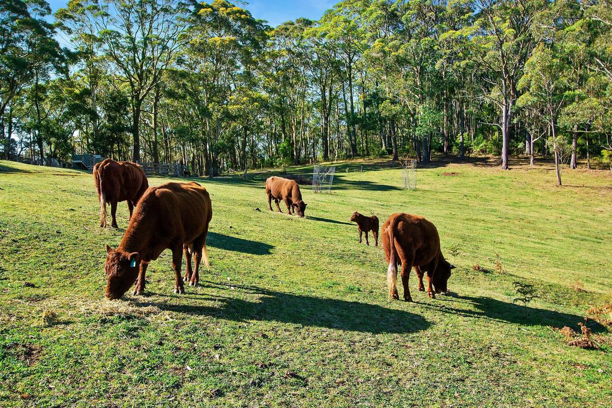 The locals