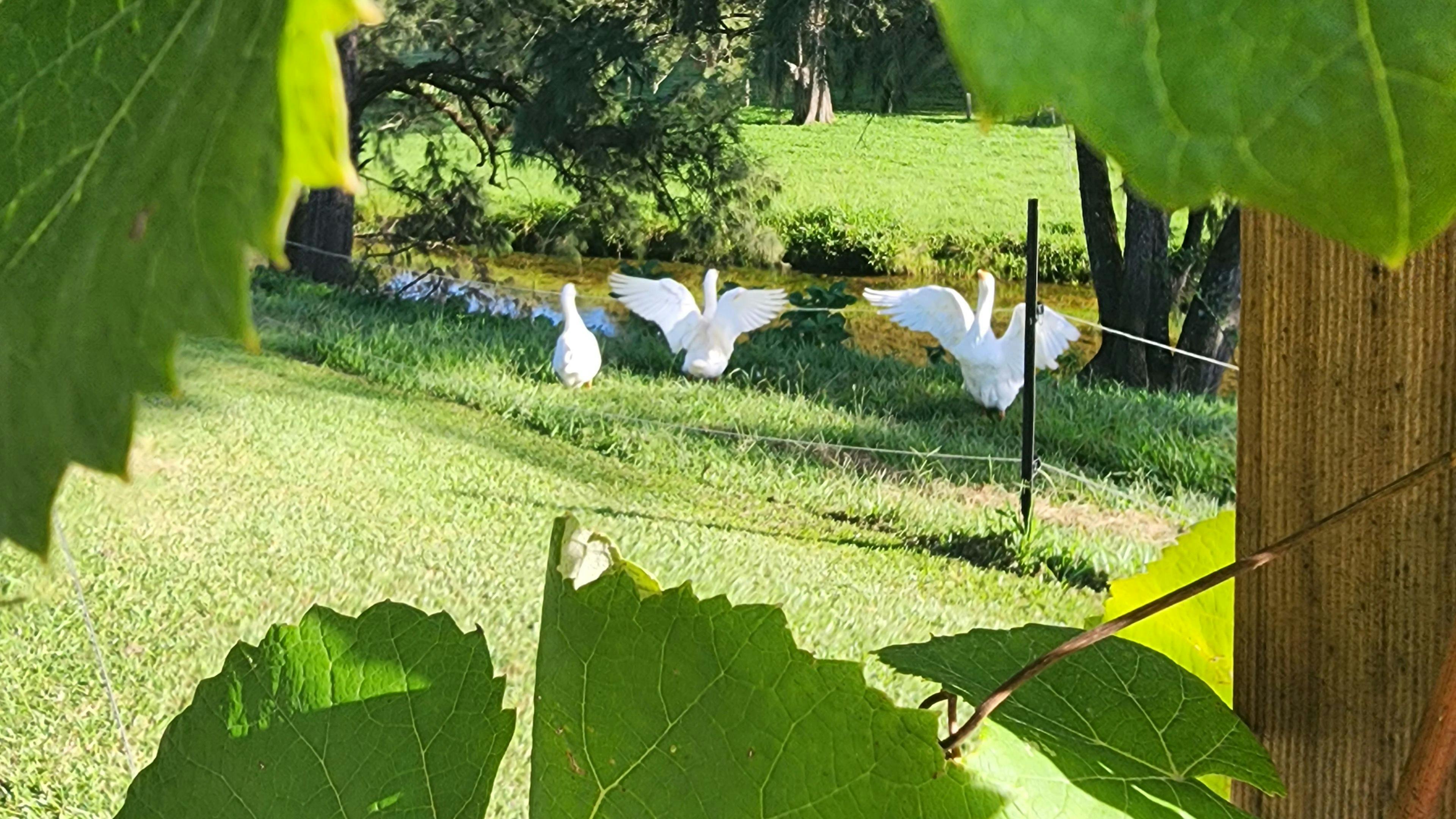 Greentree Valley Farm