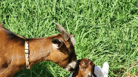 Greentree Valley Farm