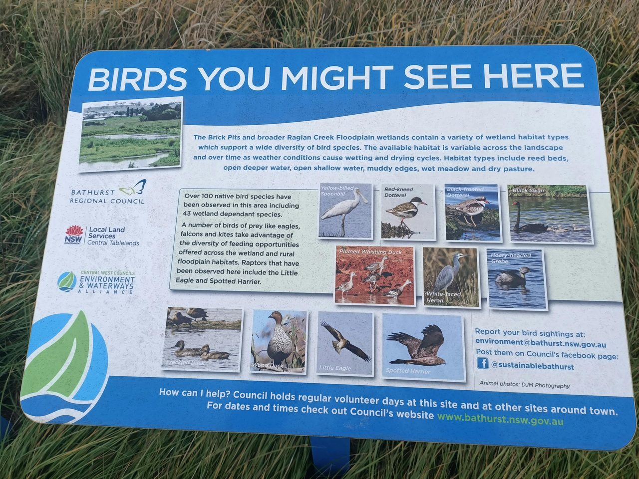 Birds You Might See Here Sign