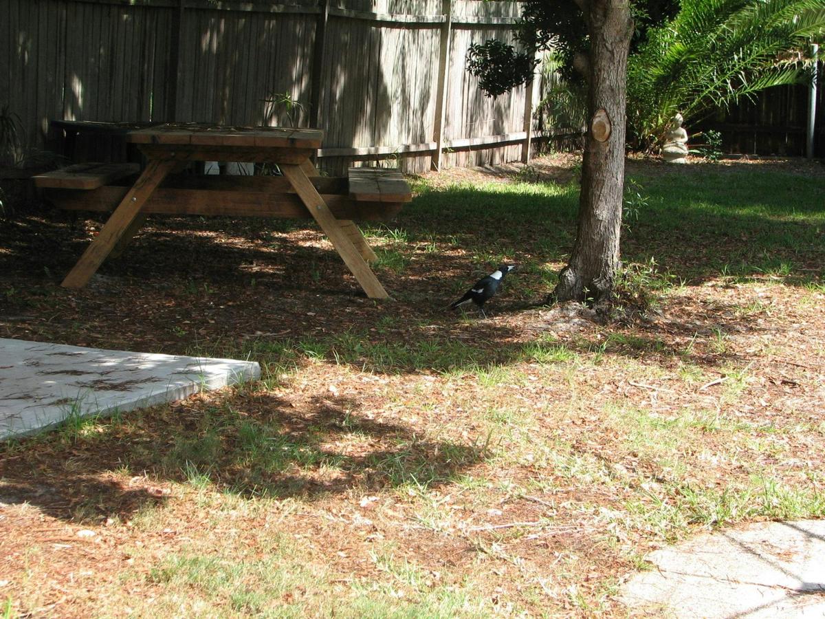 backyard