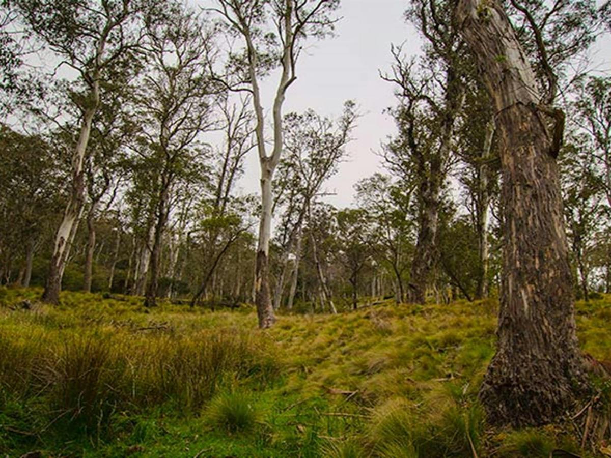 Gummi Falls campground, Barrington Tops State Conservation Area. Photo: John Spencer/NSW Government