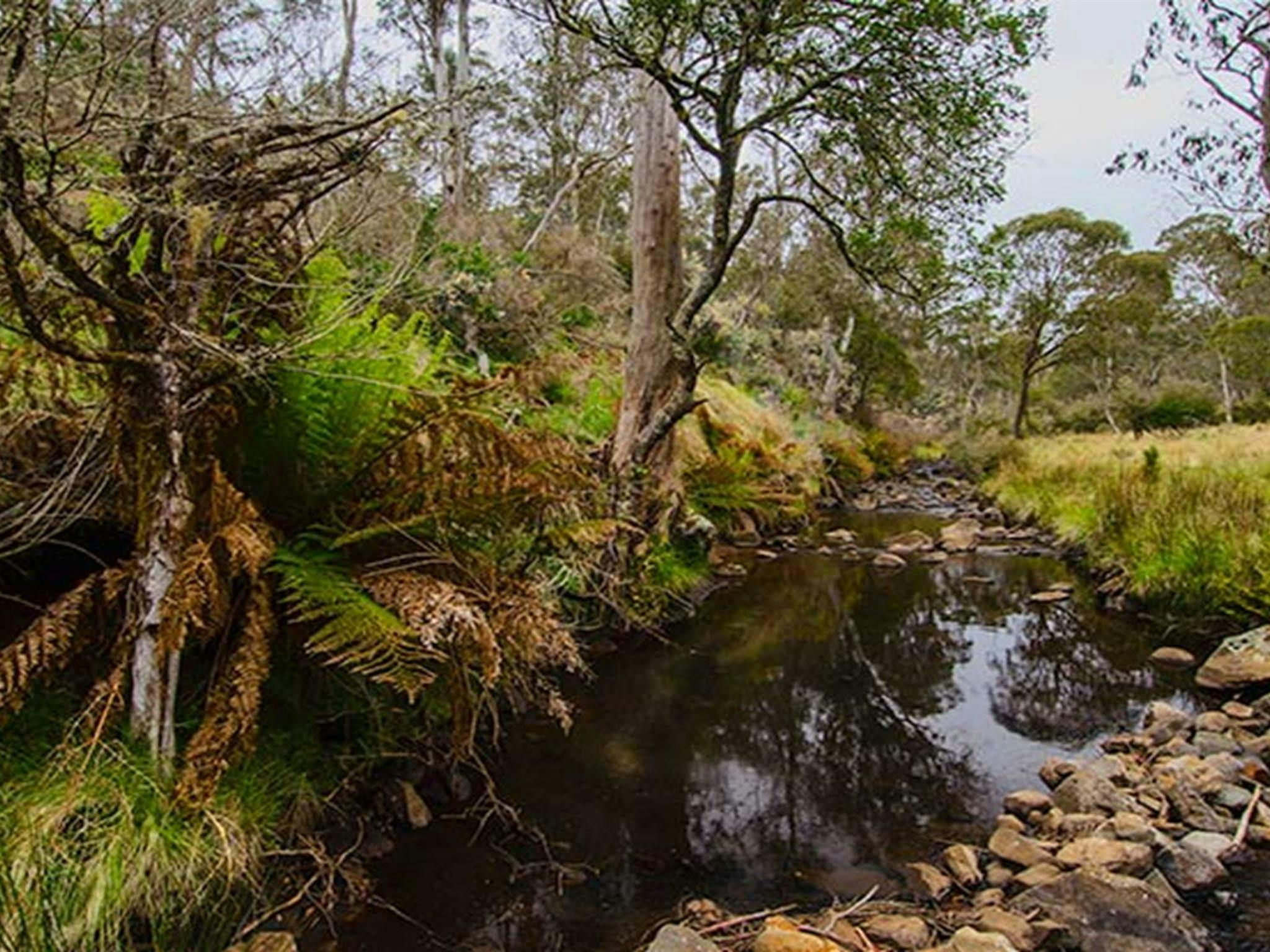 Gummi Falls campground, Barrington Tops State Conservation Area. Photo: John Spencer/NSW Government