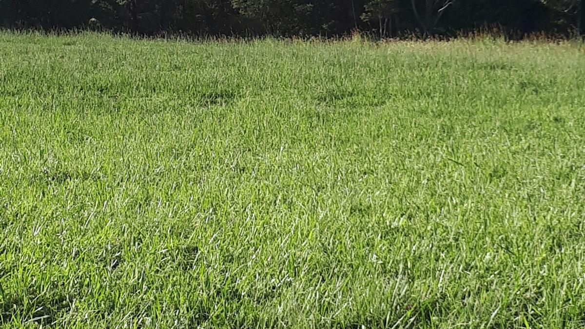 Green Paddock Close to Coffs