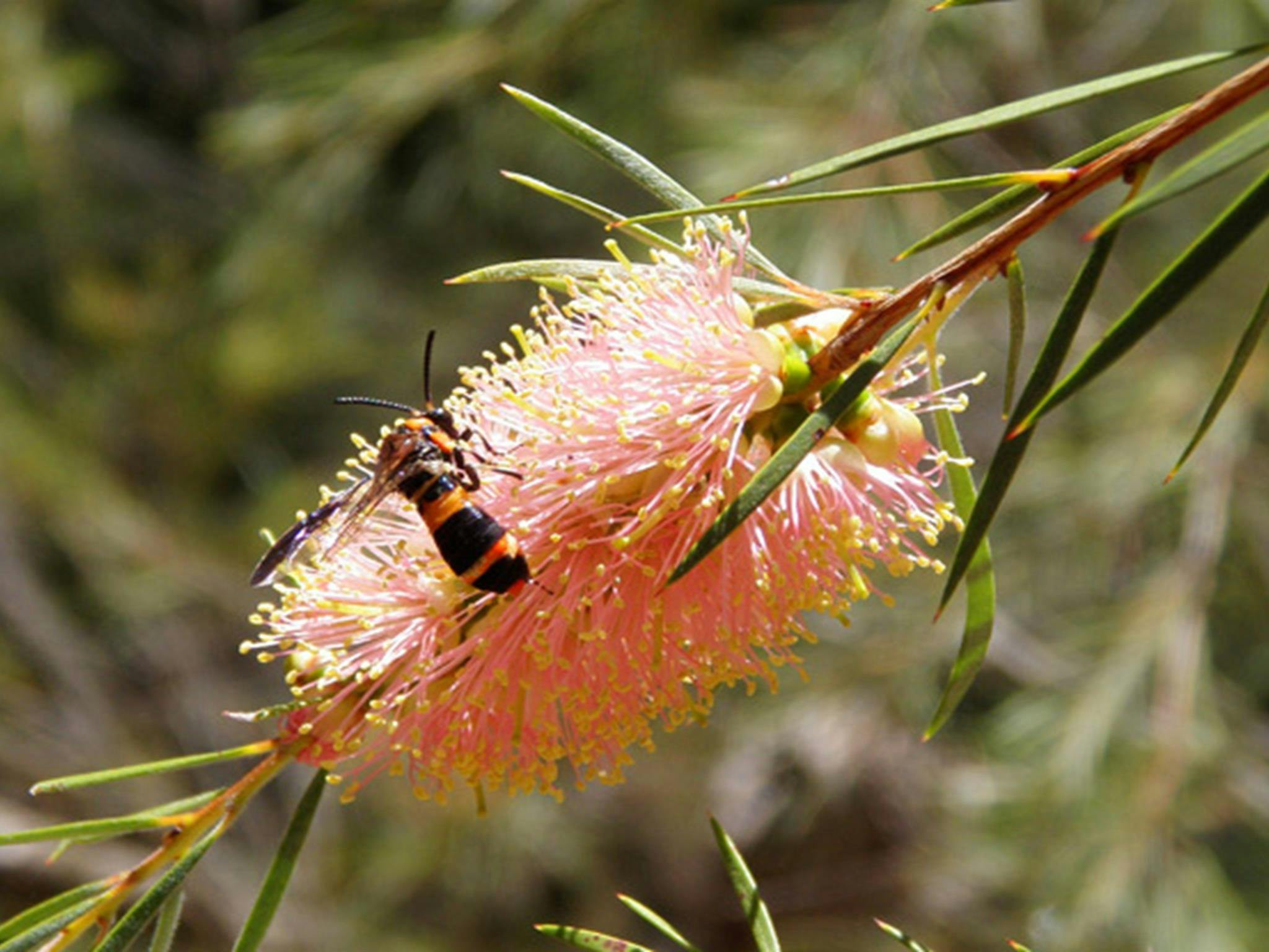Callistemon Linearis, Abercrombie National Park. Photo: NSW Government