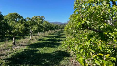 Hillside Harvest Orchard