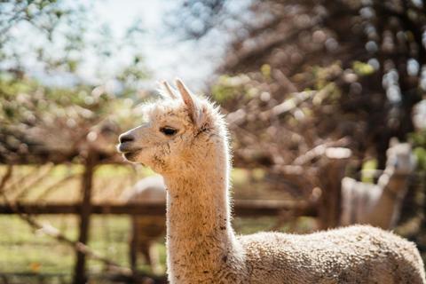 Alpaca
