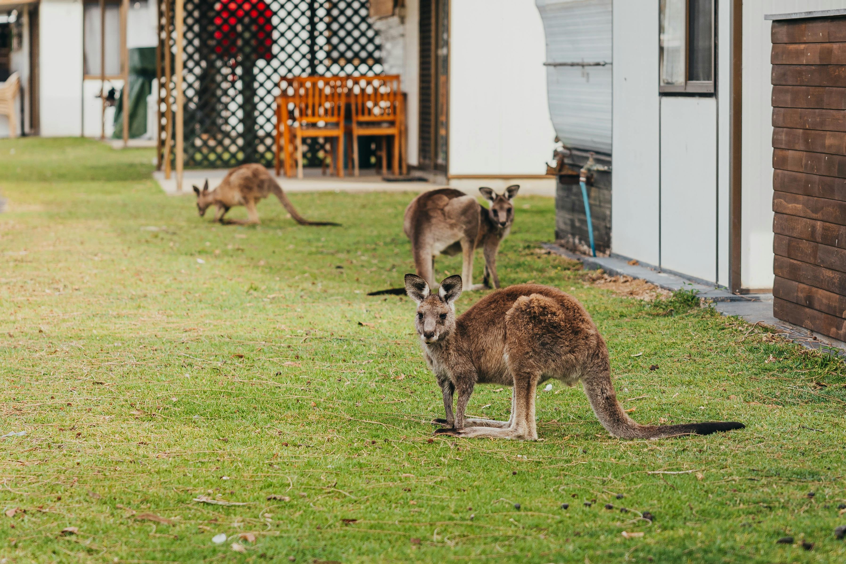 Holiday Haven Lake Conjola Kangaroos