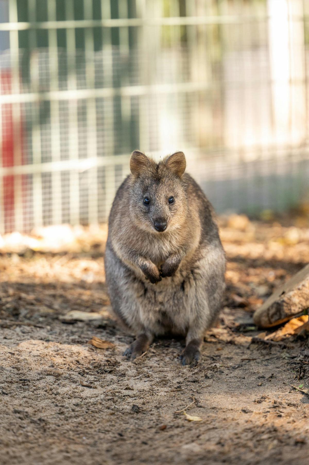 Featherdale Sydney Wildlife Park