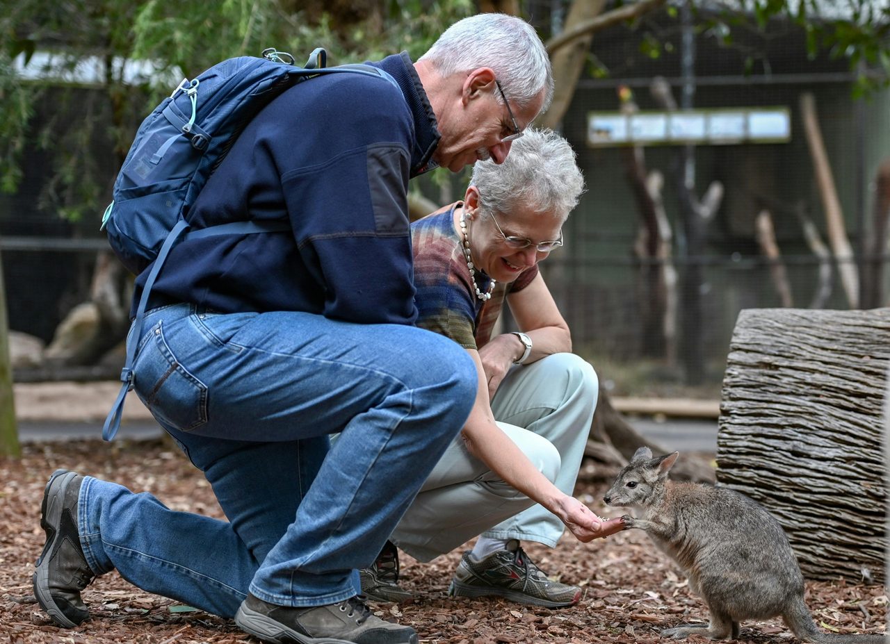 Roo Feeding