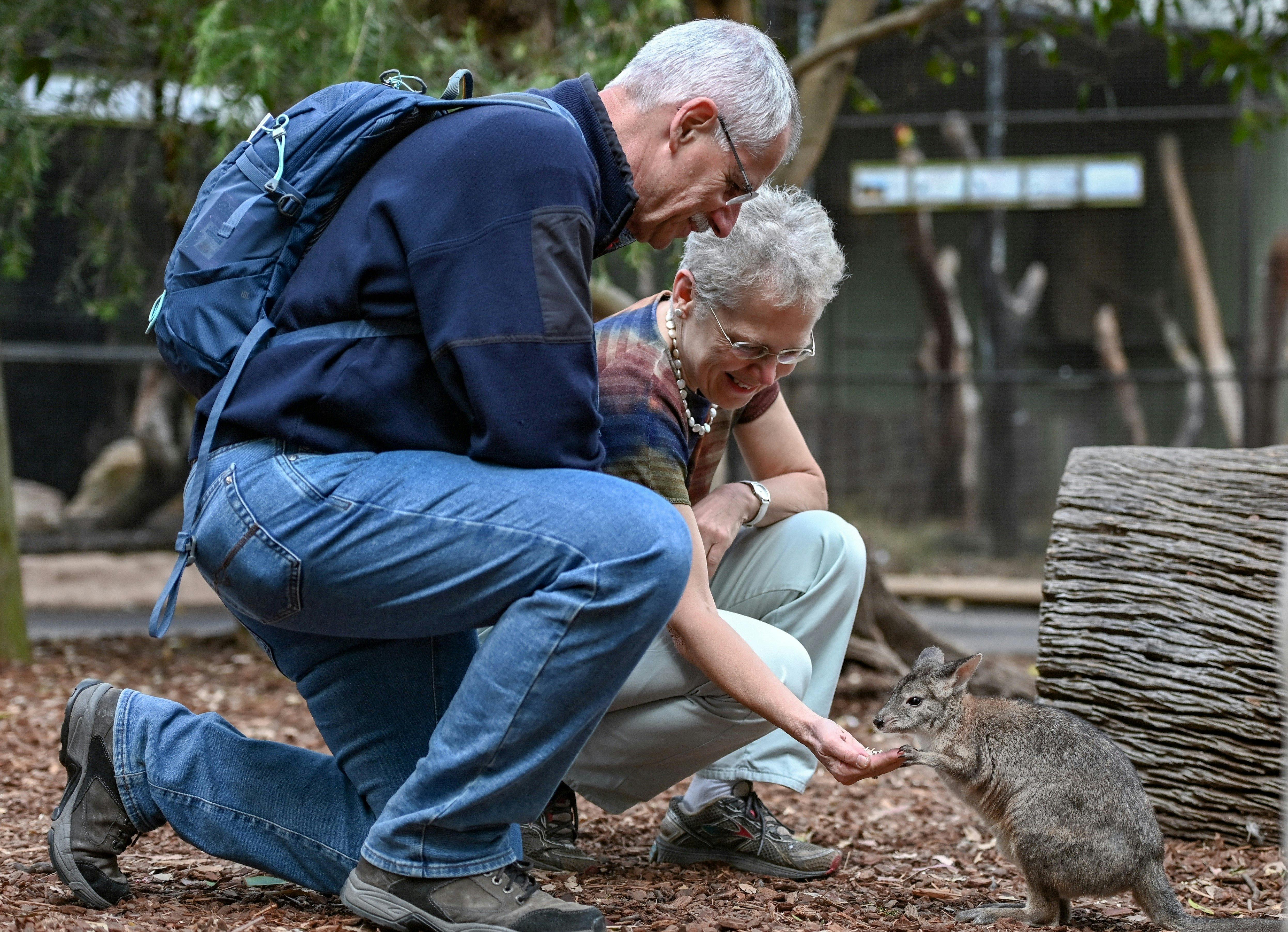 Roo Feeding