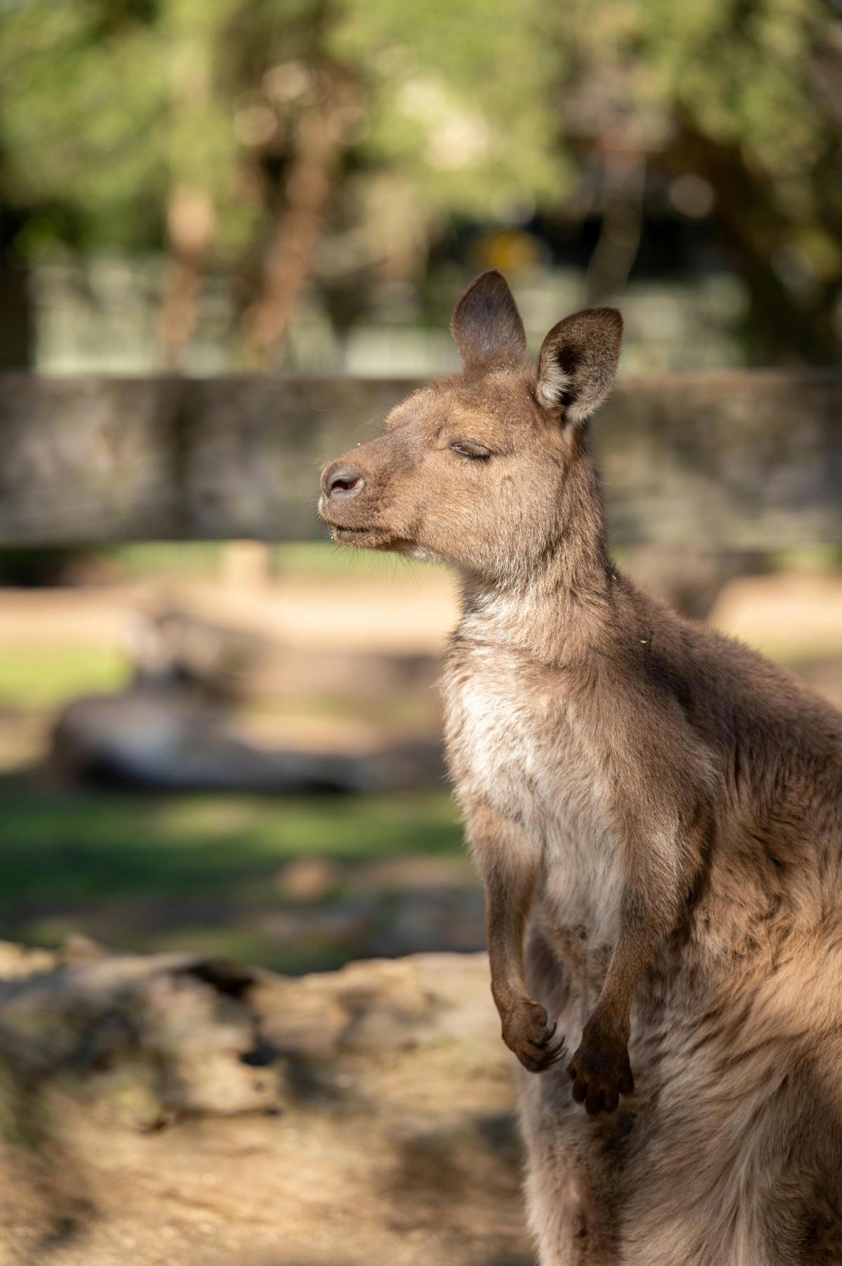Featherdale Sydney Wildlife Park