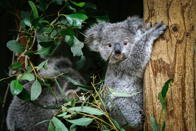 Featherdale Sydney Wildlife Park