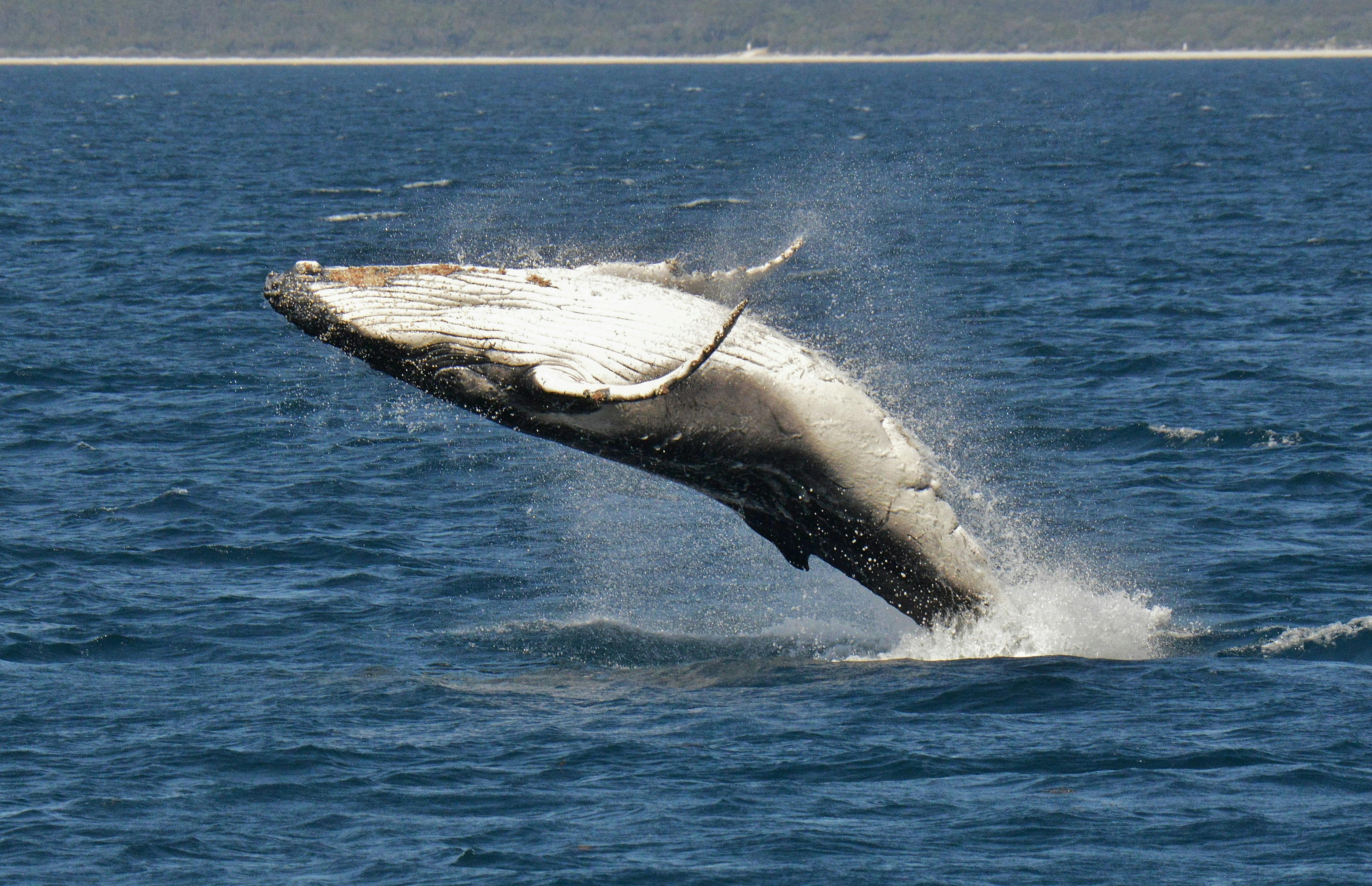 Humpback Whale Breaching