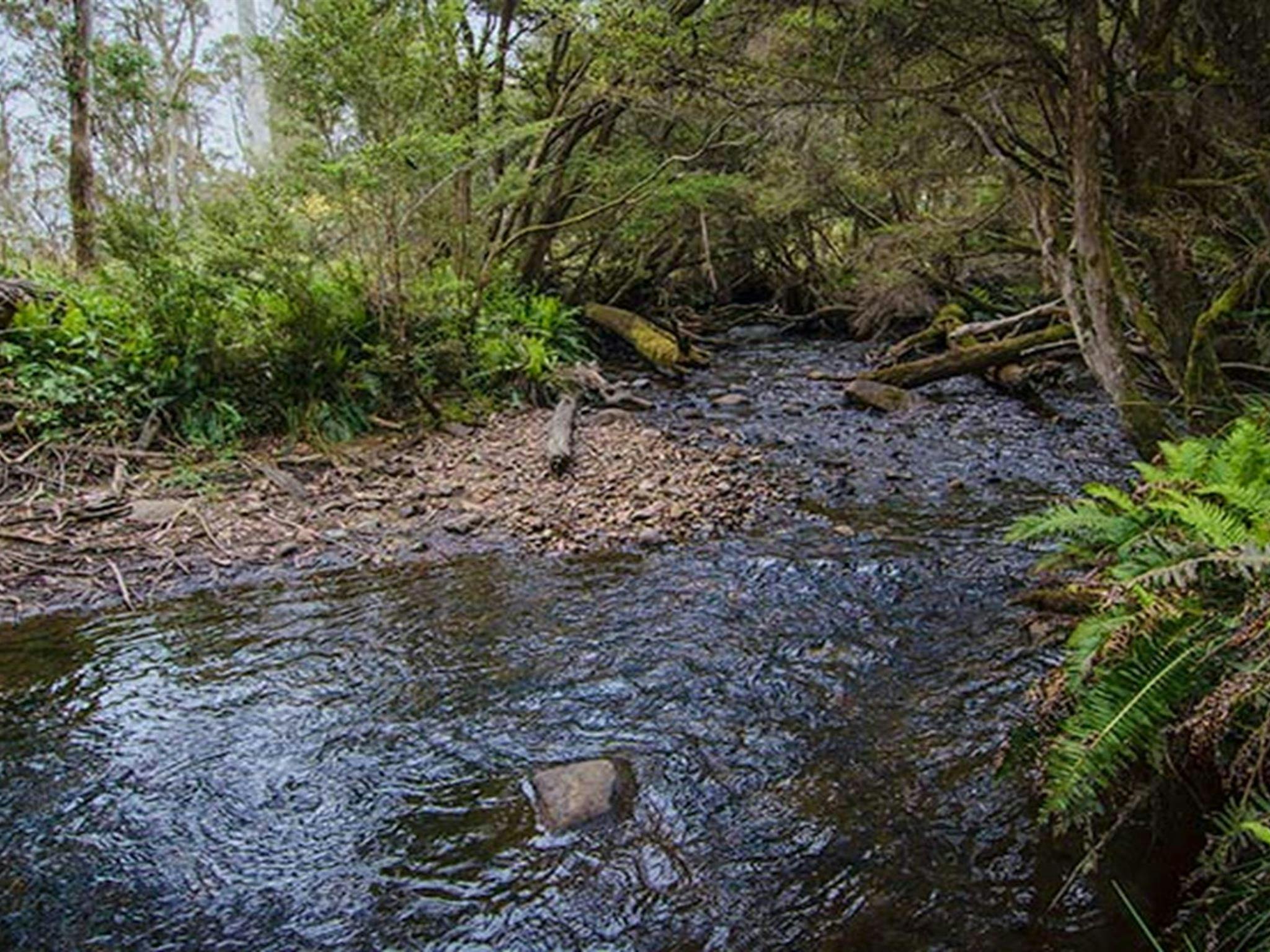Horse Swamp campground, Barrington Tops State Conservation Area. Photo: John Spencer/NSW Government