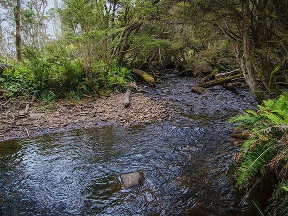 Horse Swamp campground, Barrington Tops State Conservation Area. Photo: John Spencer/NSW Government