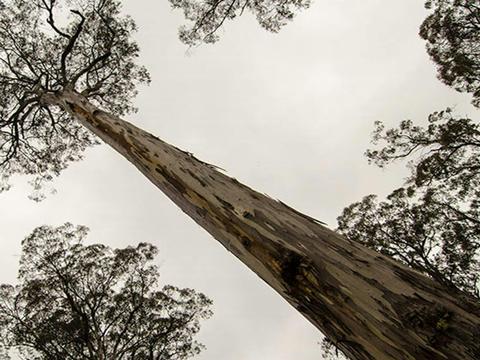 Horse Swamp campground, Barrington Tops State Conservation Area. Photo: John Spencer/NSW Government