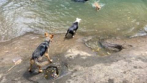 Hopping Dick's Hideaway