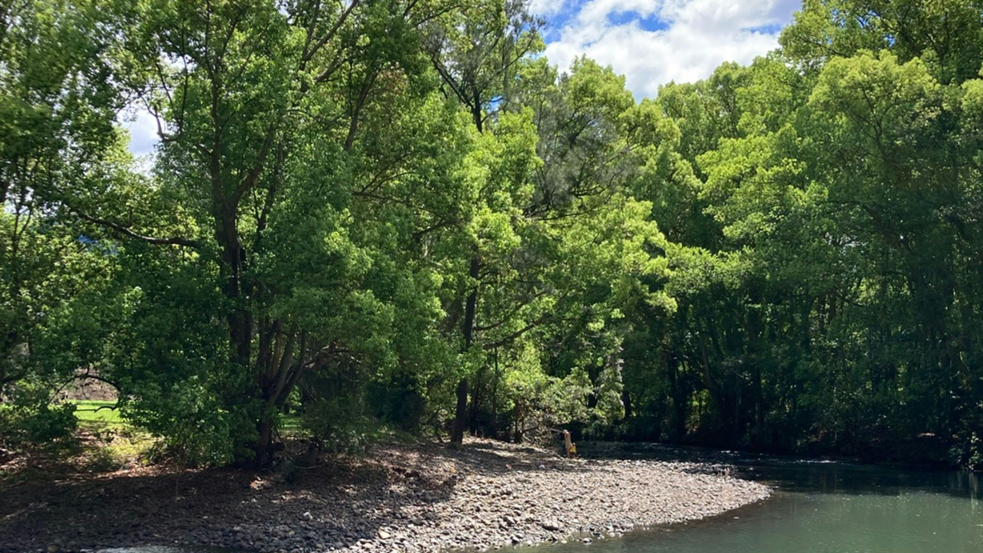 Hopping Dick's Hideaway