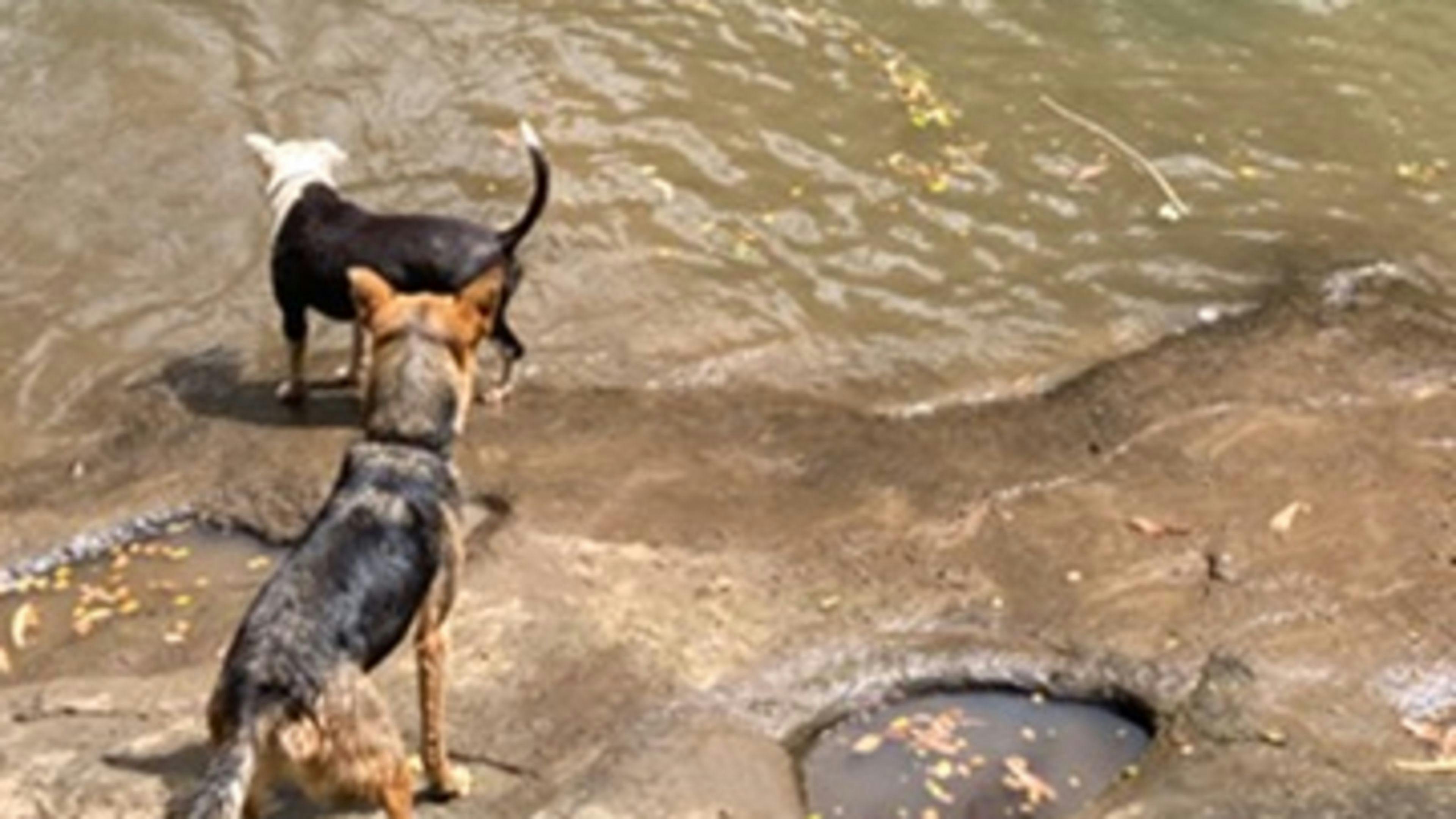 Hopping Dick's Hideaway