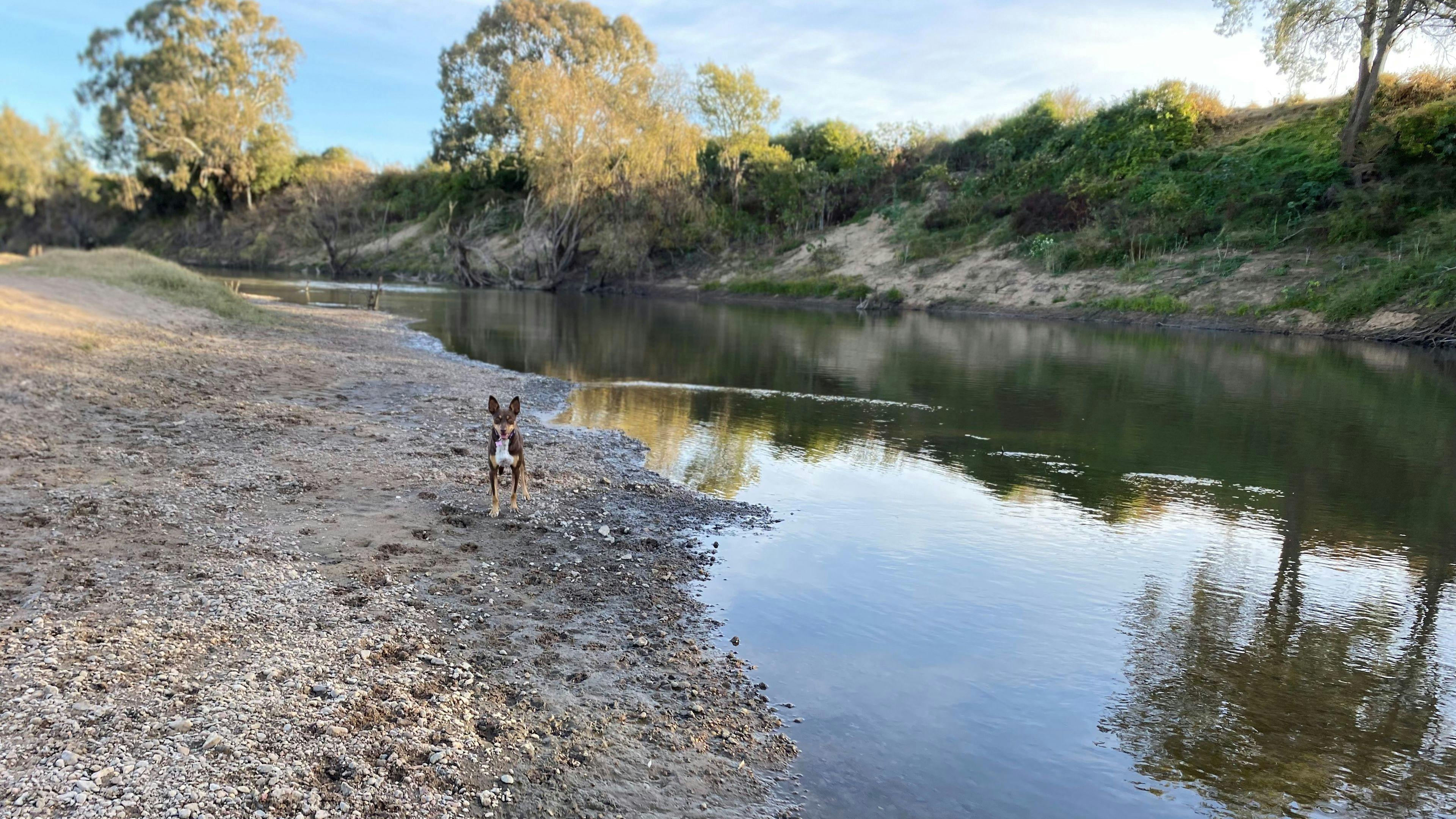 our kelpie down at the river