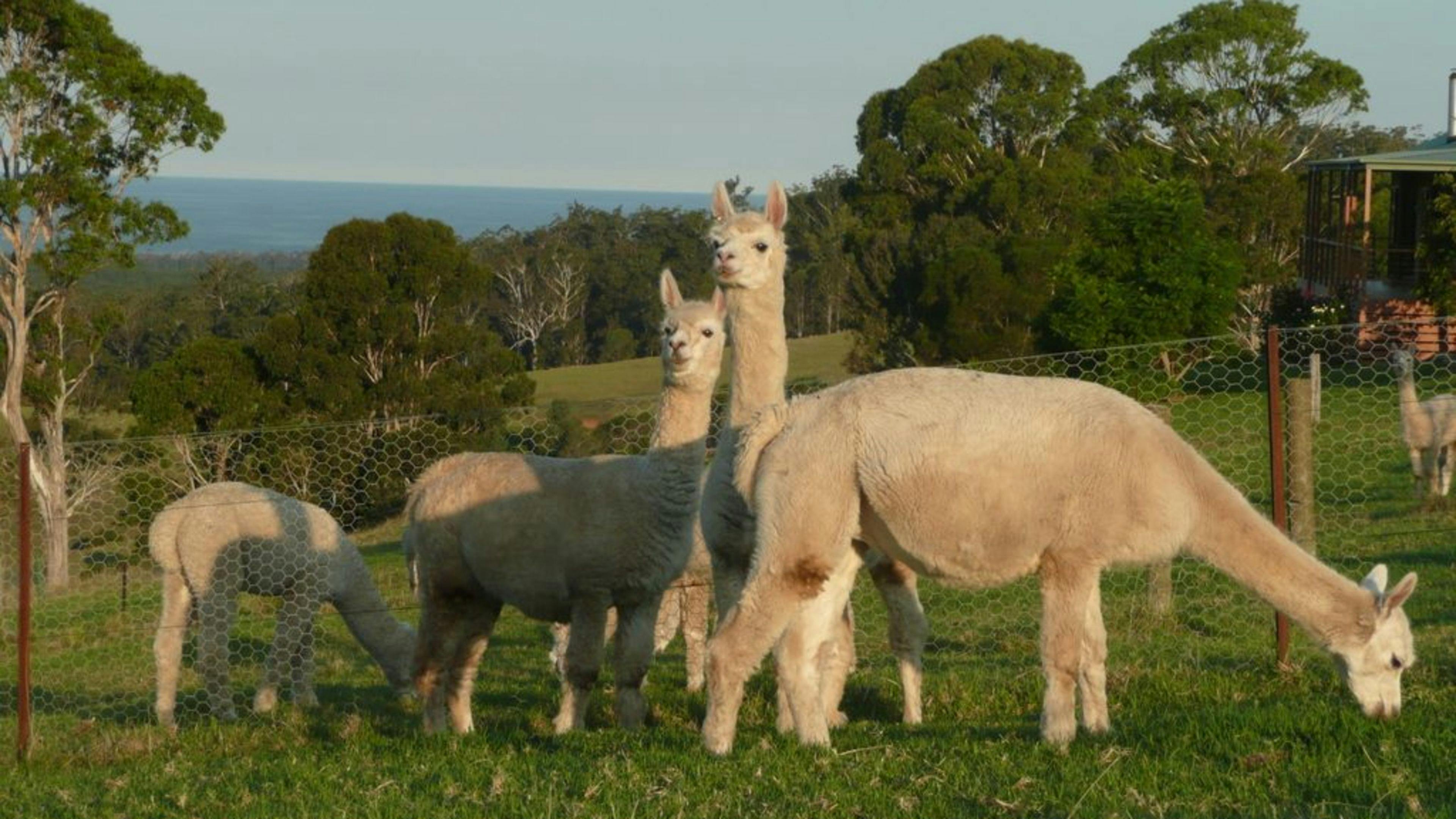 Jandarra Alpaca Farmstay