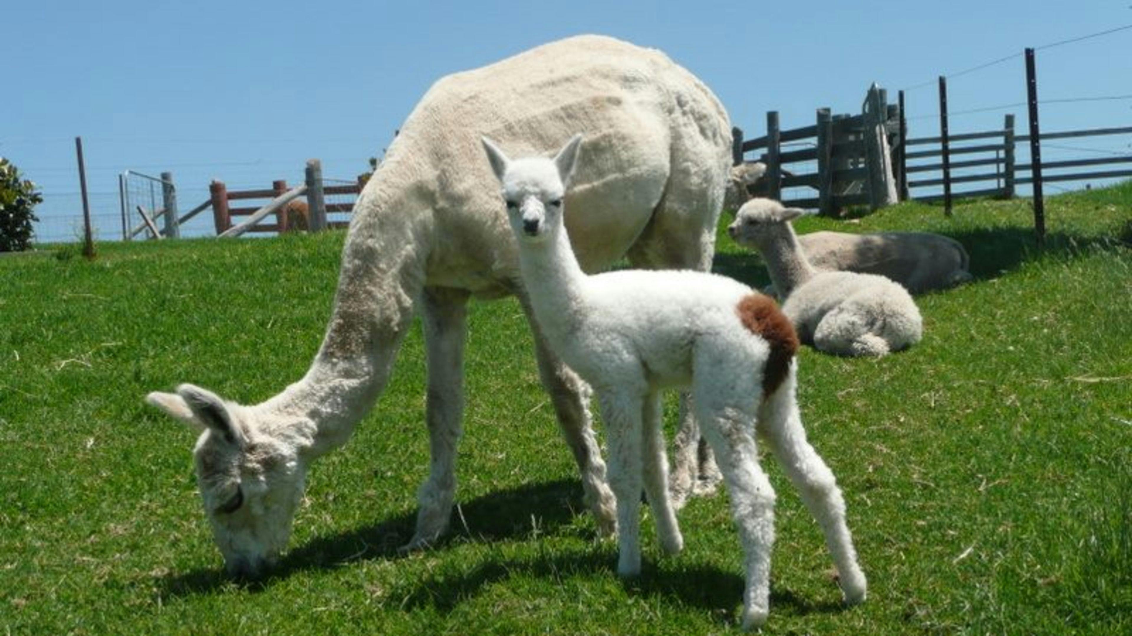 Jandarra Alpaca Farmstay
