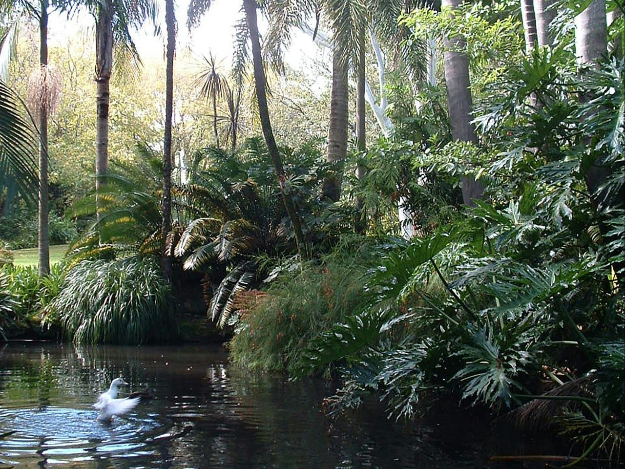 Duck Pond