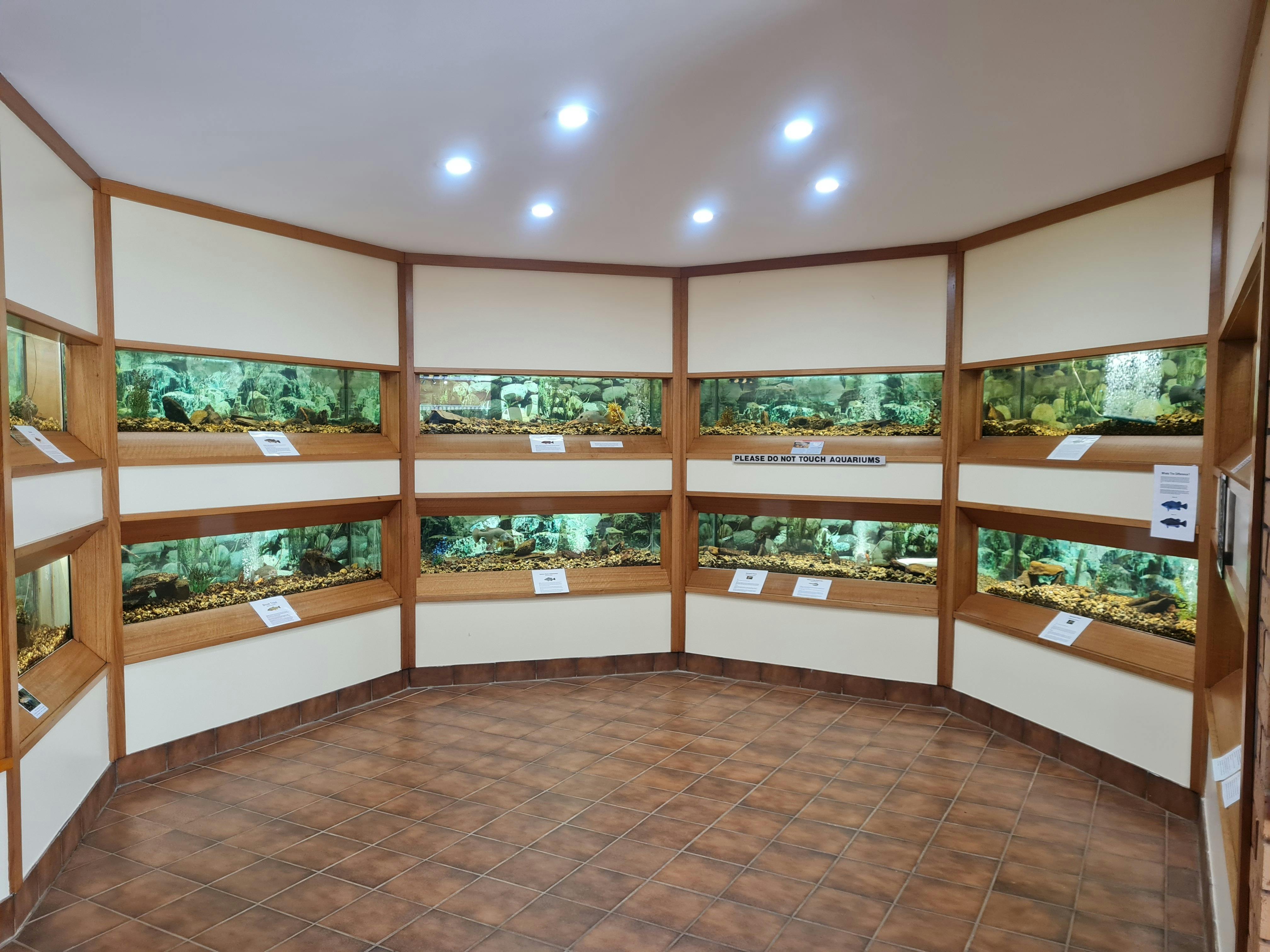 Aquarium Tanks displaying a range of Australian Native Freshwater Fish.