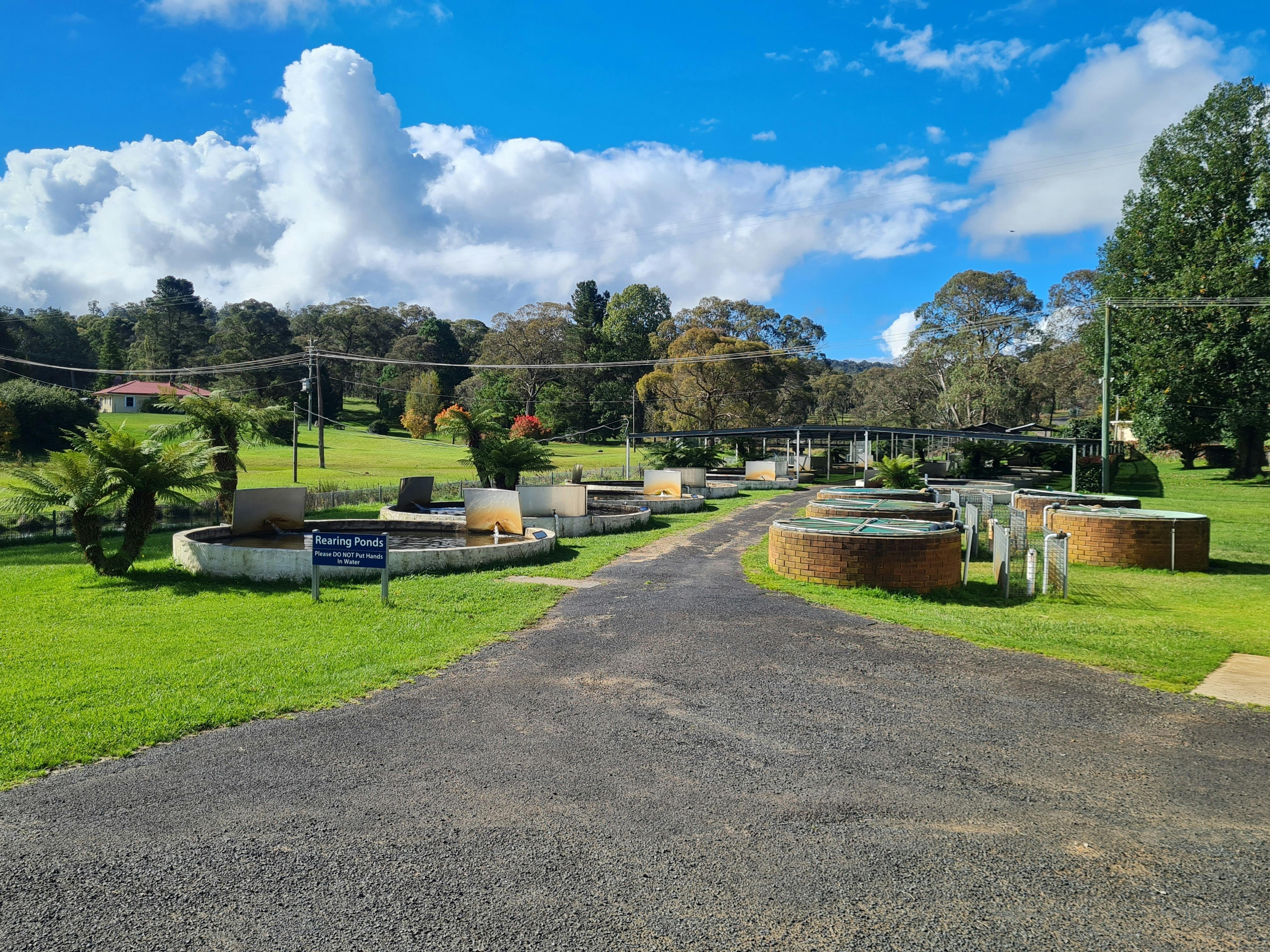 Dutton Trout Hatchery's Rearing Ponds