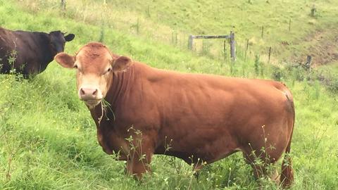 Jamberoo Mountain Farm Camp