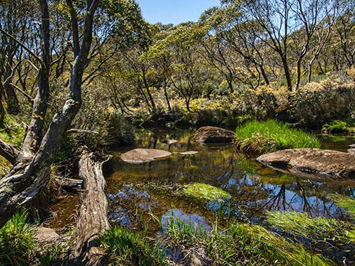 Junction Pools campground, Barrington Tops National Park. Photo: John Spencer/NSW Government