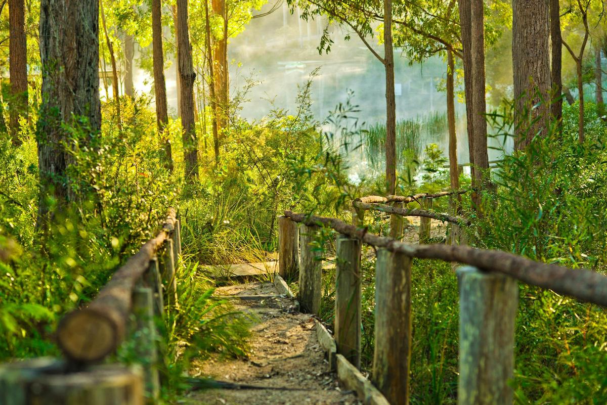 Walking Track to Lake