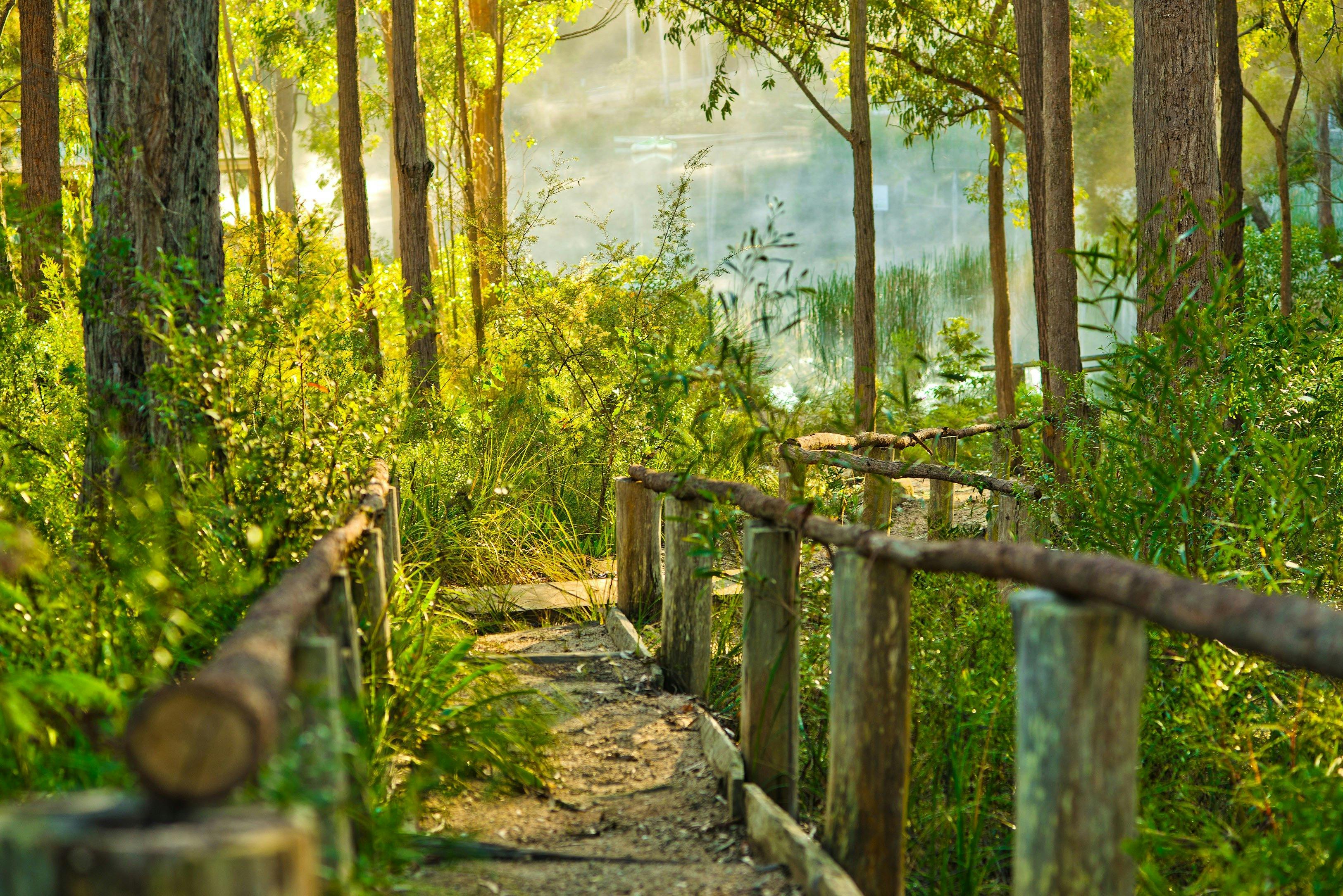 Walking Track to Lake