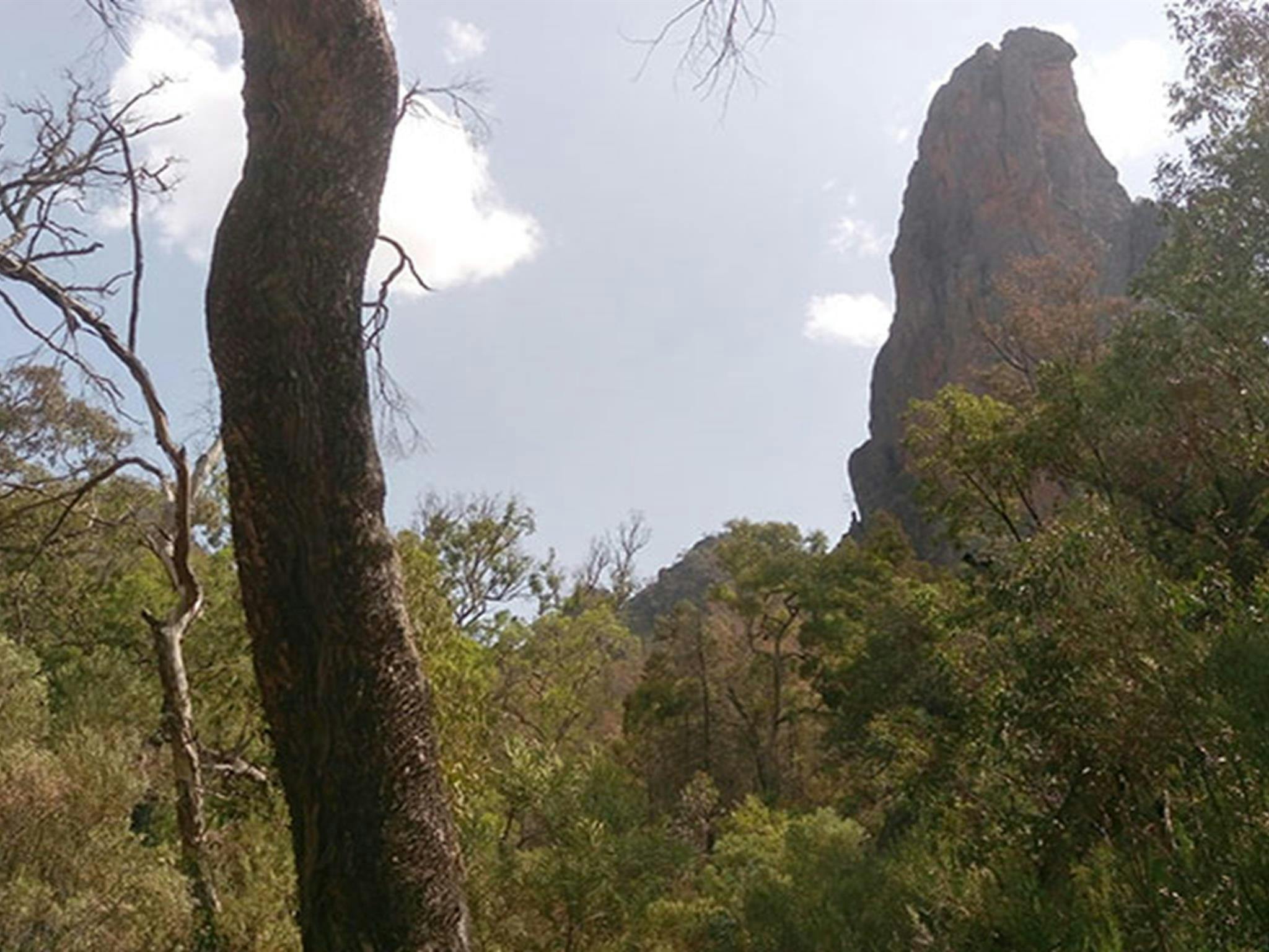 Bushland on a clear day with Belougery Spire in the background. Photo: Blake McCarthy &copy; DPIE