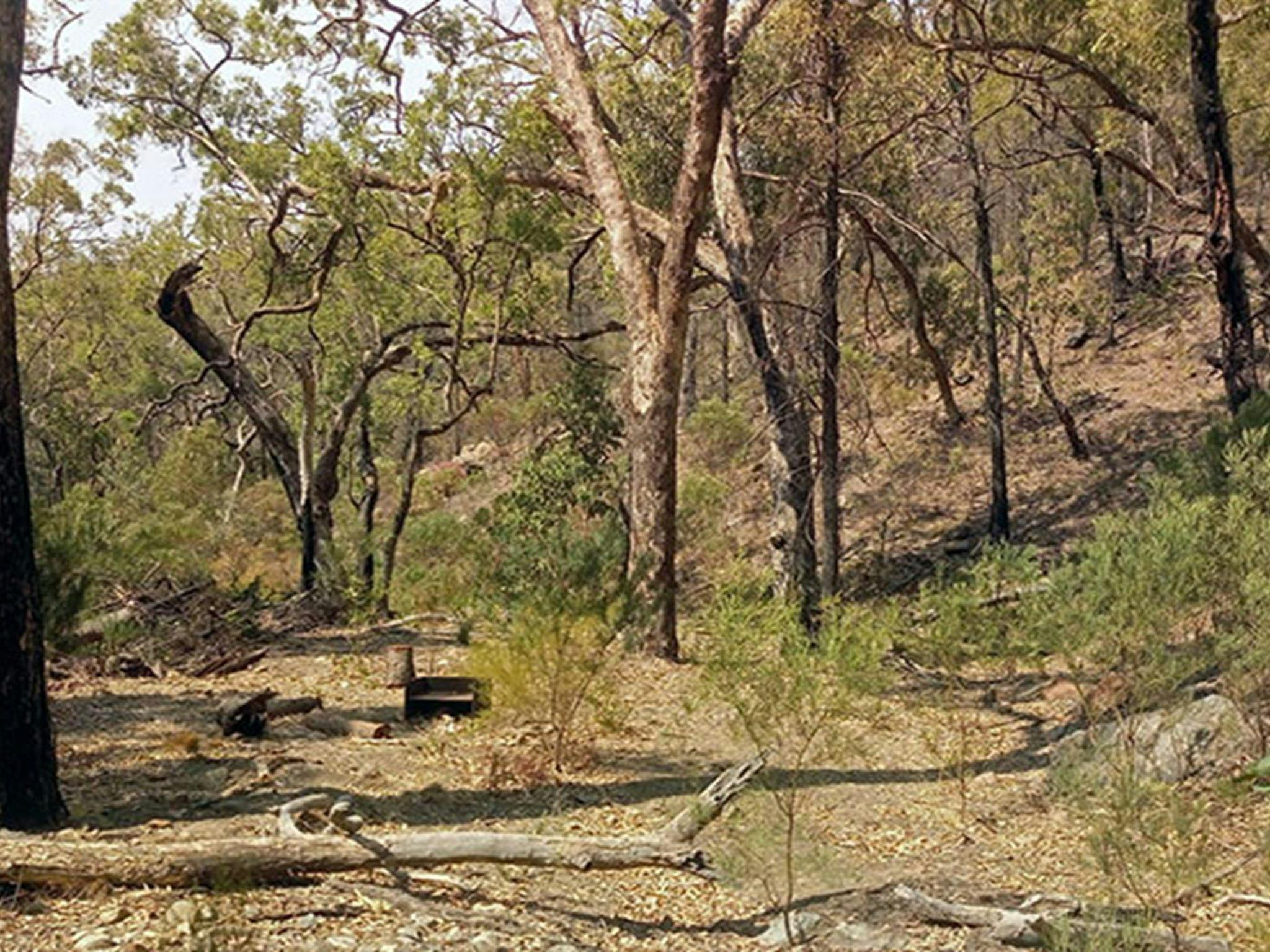 Basic bush camp with wood barbecue in a forest clearing surrounded by tall trees at Hurleys camp.